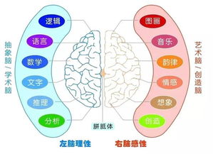 全腦開(kāi)發(fā)訓(xùn)練 把握孩子一生唯一的機(jī)會(huì)